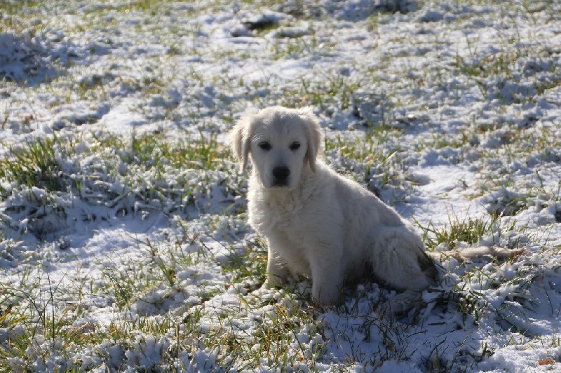 Butterfl 'highland My golden dream