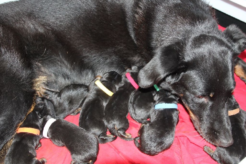 Chiot Berger de Beauce des Ames Soeurs